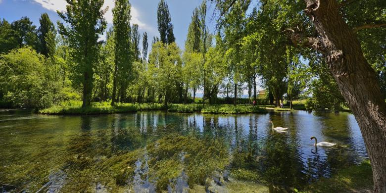 Immagine: Natural landscape with a clear-water pond surrounded by trees, with two swans swimming in the foreground 